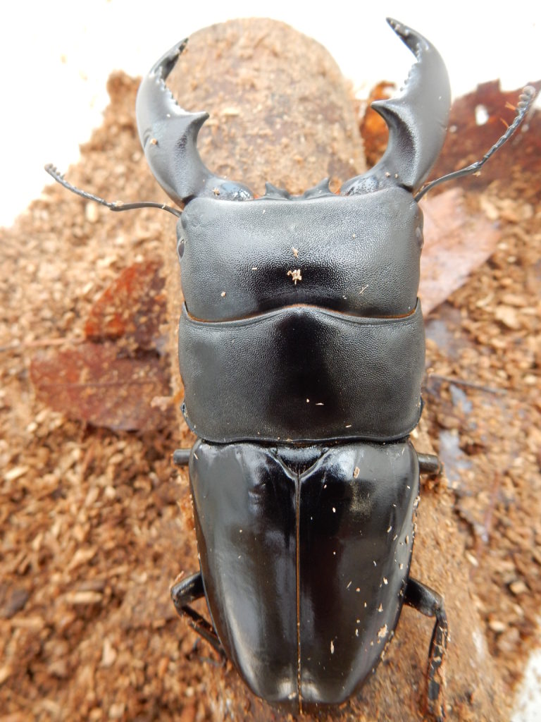 スマトラ　95.6mm　頭33.2　胸33.5　16.2孵化　後食済 (2)